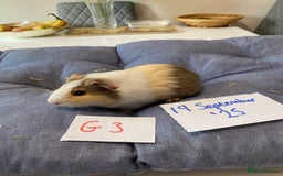 Guinea Pig rodents for sale: Beautiful baby Guinea pigs - Image 4