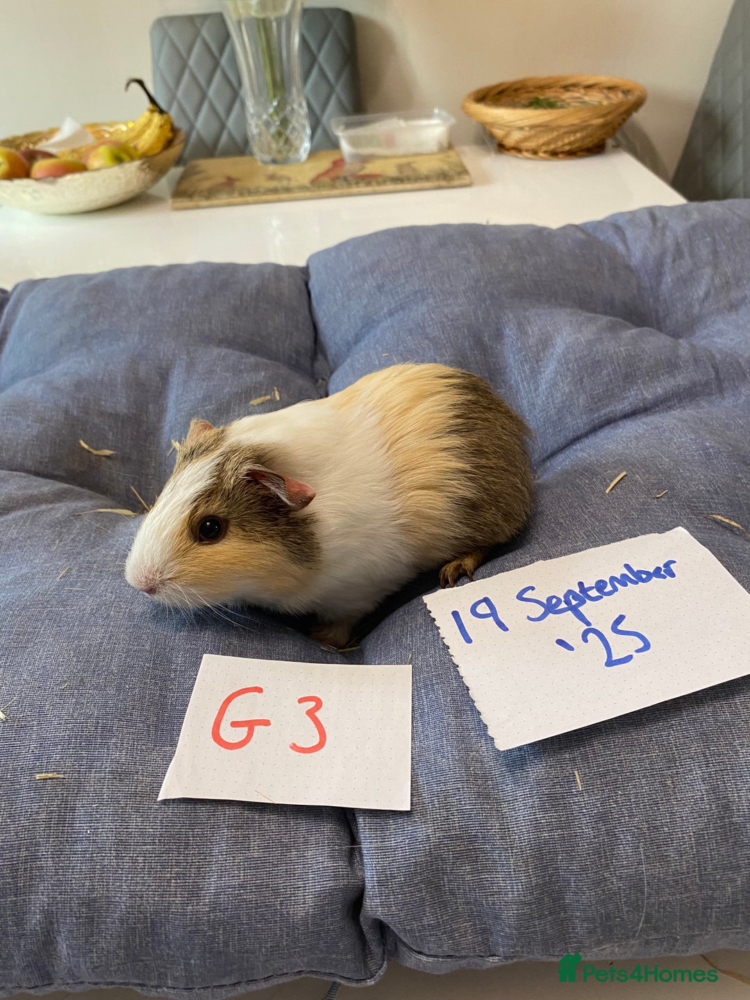 Guinea Pig rodents for sale: Beautiful baby Guinea pigs - Image 4