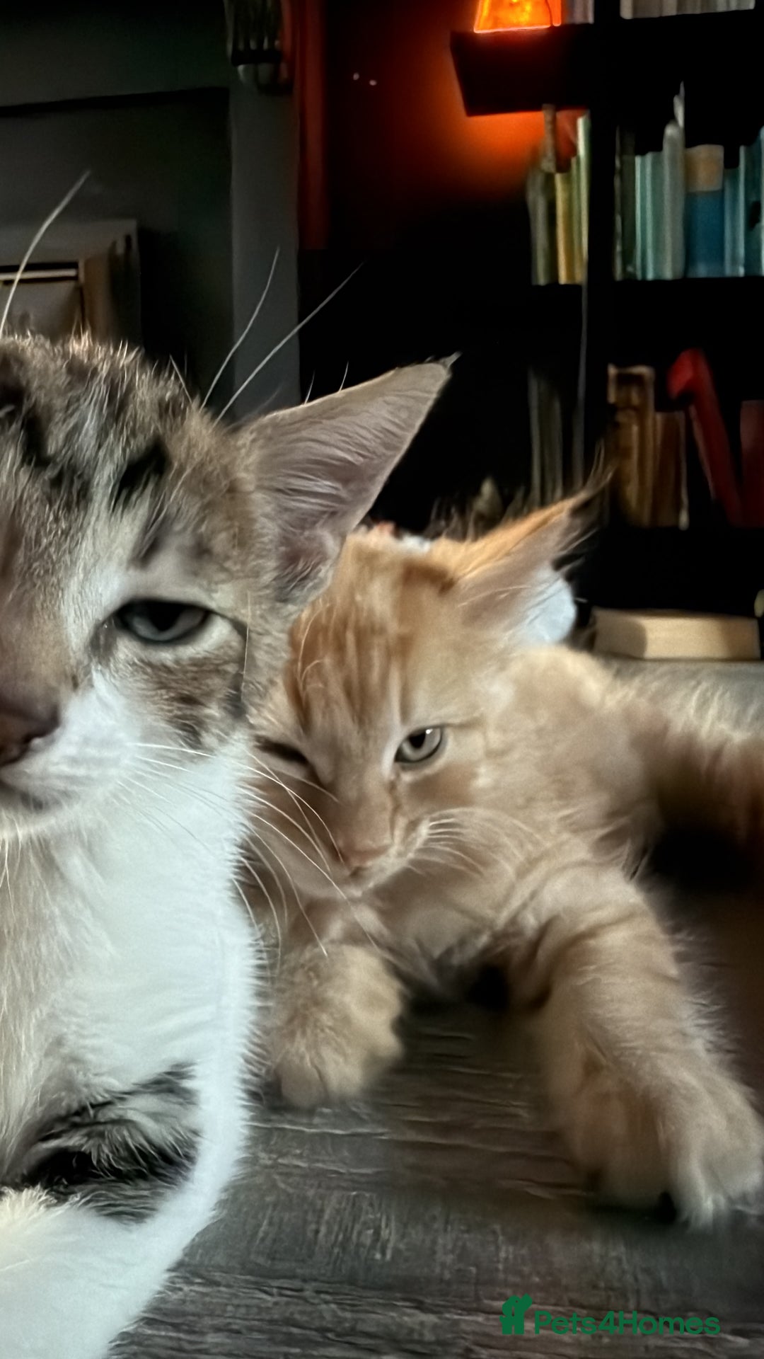 Domestic Shorthair cats for sale: Family-Raised Kittens, Friendly, Playful Ready Now - Image 23