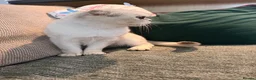 Scottish Fold cats for sale: Scottish fold  - Advert 5
