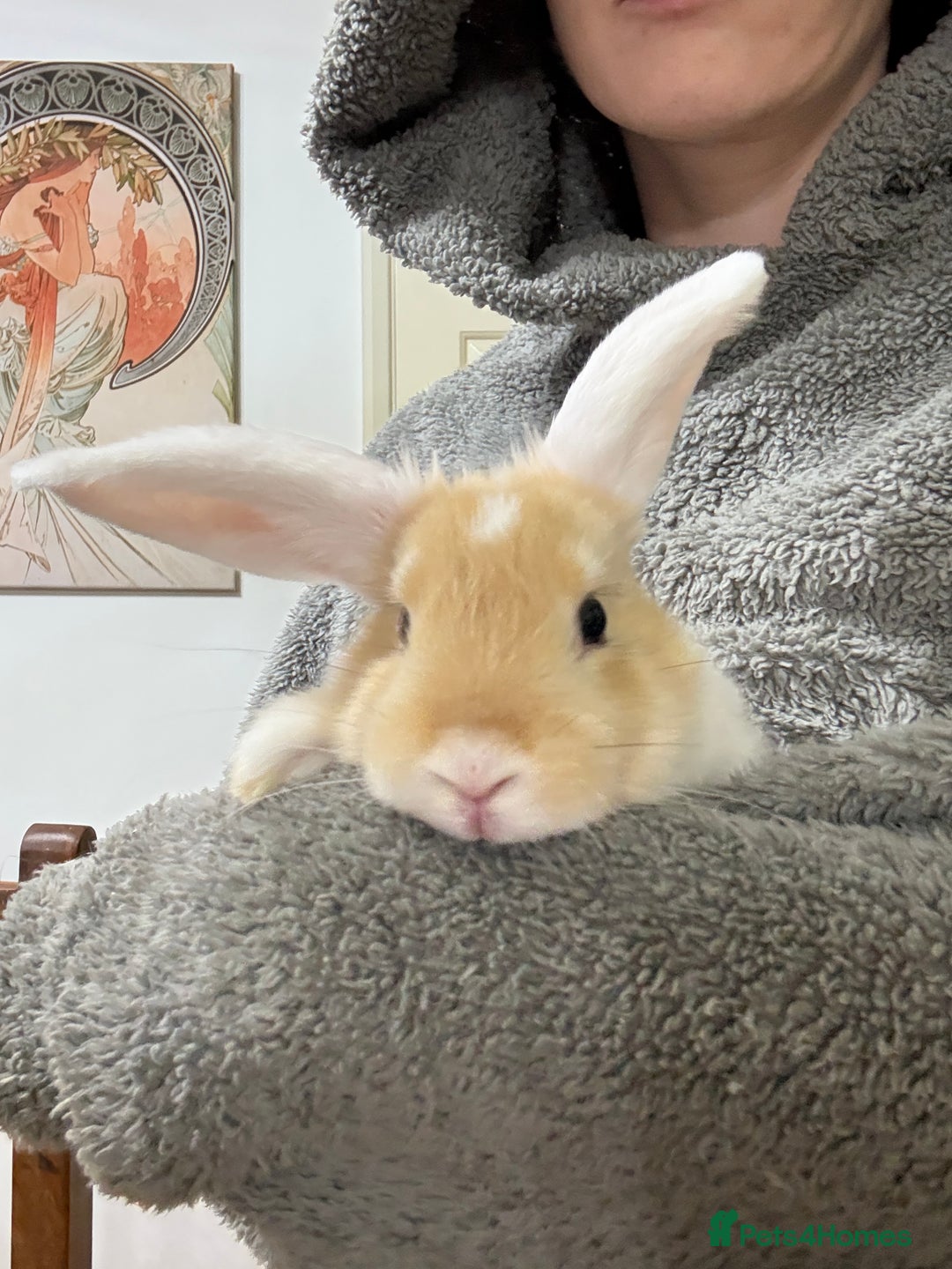 French Lop rabbits for sale: French lop Californian 4 does and a buck.  - Image 6