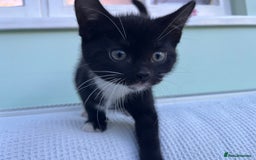 Mixed Breed cats for sale: Kitten: full of fun black & white male kitten - Image 6