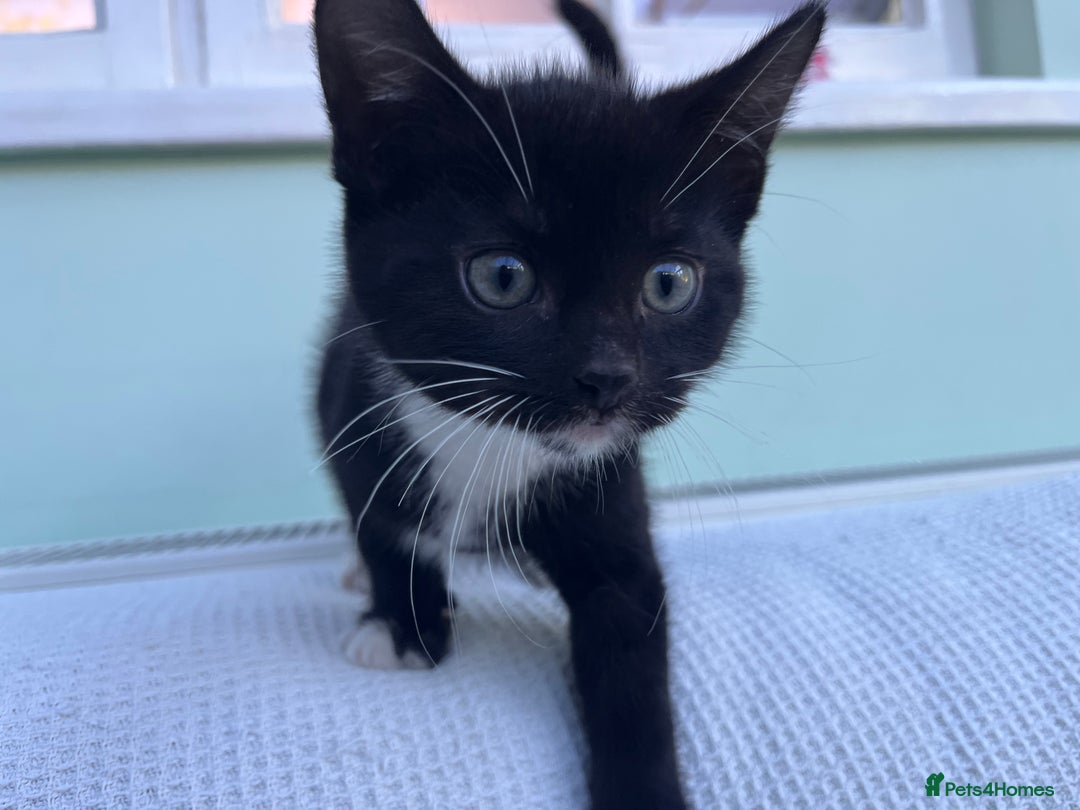 Mixed Breed cats for sale: Kitten: full of fun black & white male kitten - Image 6