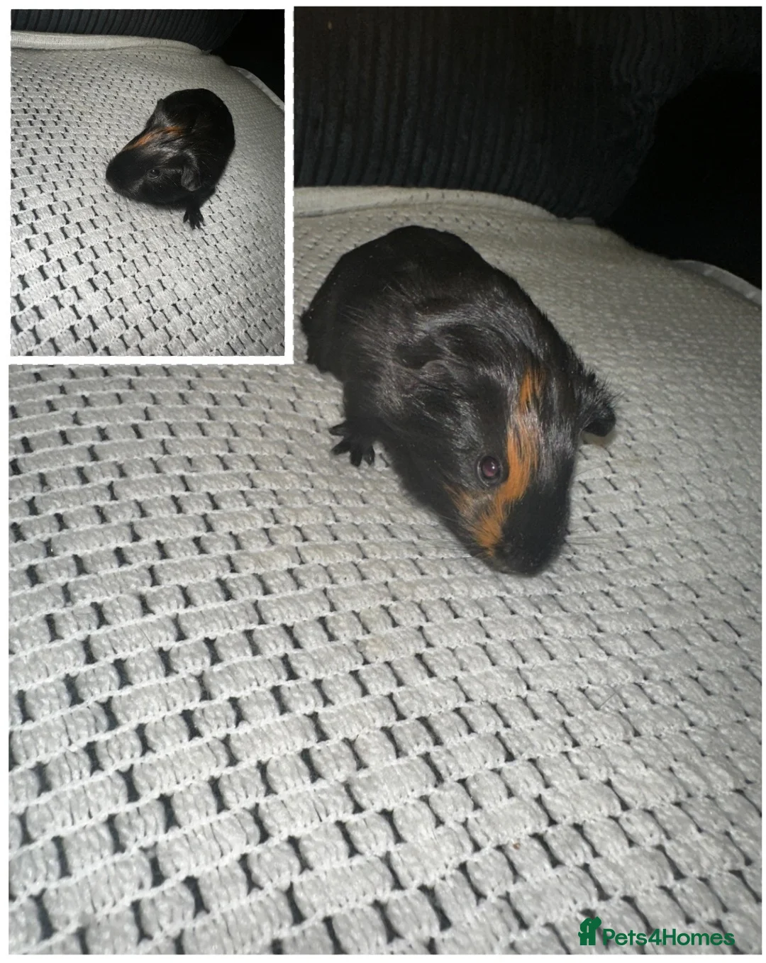 Guinea Pig rodents for sale: Baby boy Guinea pigs  - Advert 9