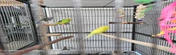 Budgerigars birds for sale: Budgies and cage in Bootle - Advert 5