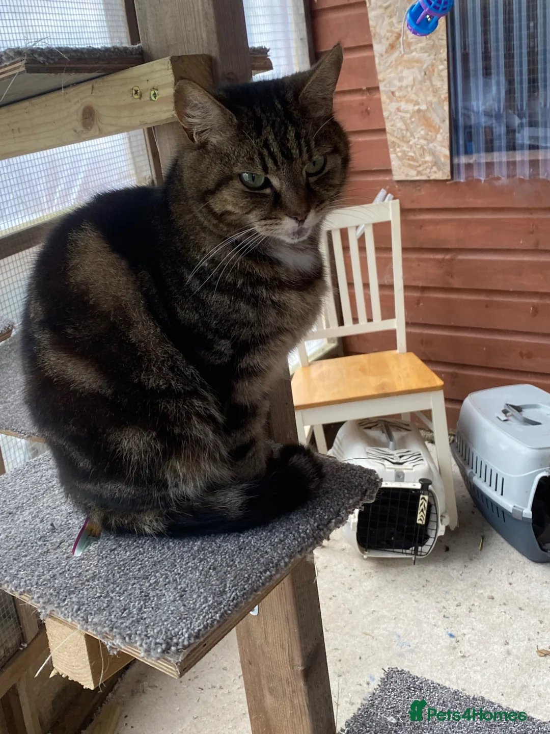 Domestic Shorthair cats for sale: 2 cats for rehoming  - Advert 1