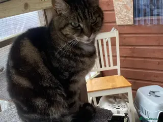 Domestic Shorthair cats 2 cats for rehoming - Advert 3