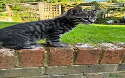 Mixed Breed cats for sale: Adorable Playful Happy Mixed breed kittens - Image 13