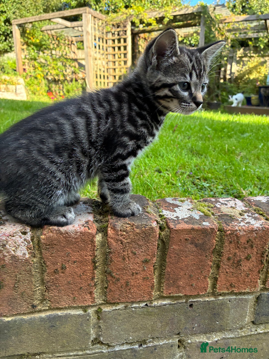 Mixed Breed cats for sale: Adorable Playful Happy Mixed breed kittens - Image 13