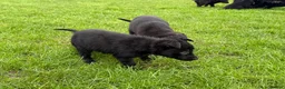Borador dogs for sale: Fabulous vaccinated Collie x Labs  - Advert 7