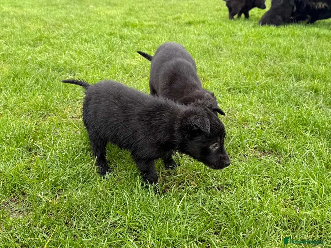 Borador dogs for sale: Fabulous vaccinated Collie x Labs  - Advert 7