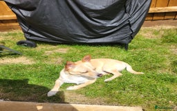 Mixed Breed dogs for sale: 2 dogs for rehoming  - Image 4