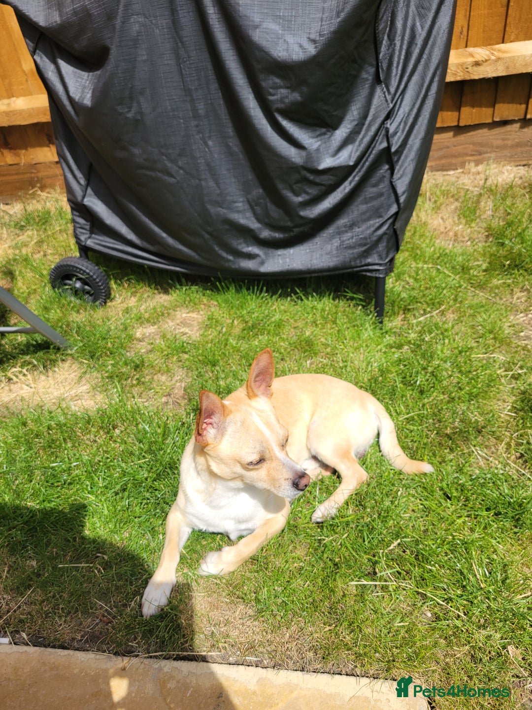 Mixed Breed dogs for sale: 2 dogs for rehoming  - Image 4