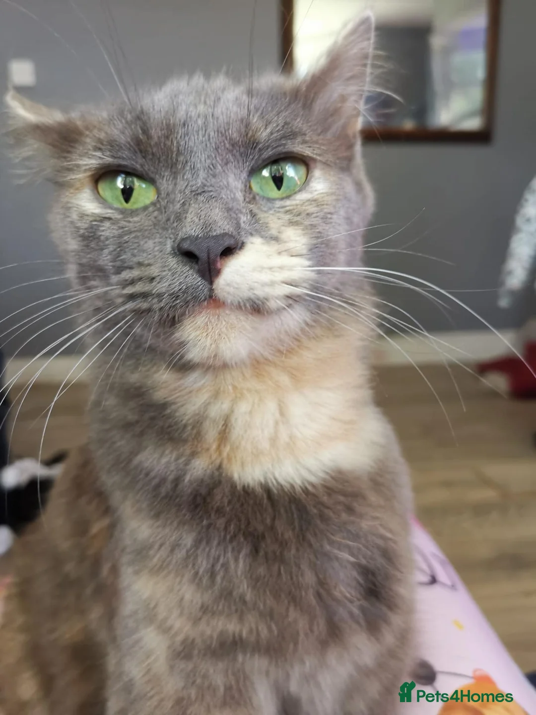 Mixed Breed cats for sale: 4 beautiful kittens for sale in Brighton - Advert 1