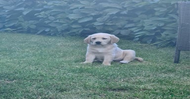 Labrador Retriever dogs - Advert 10