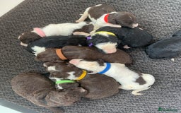 Bernedoodle dogs for sale: F1 Standard Bernedoodle Puppies  - Image 7