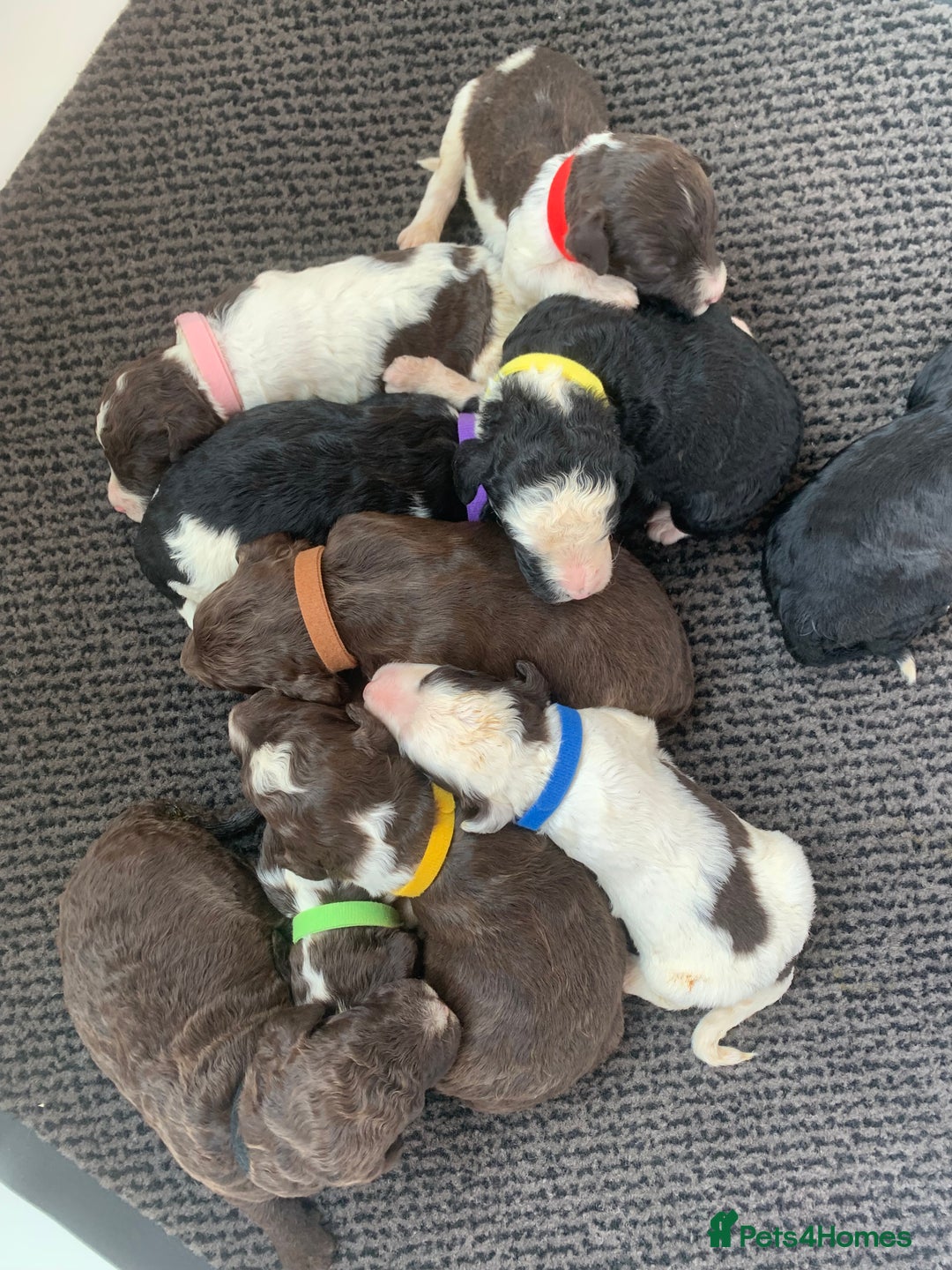 Bernedoodle dogs for sale: F1 Standard Bernedoodle Puppies  - Image 7