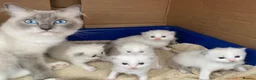 Ragdoll cats for sale: Adorable Ragdoll Kittens for Sale - Advert 10