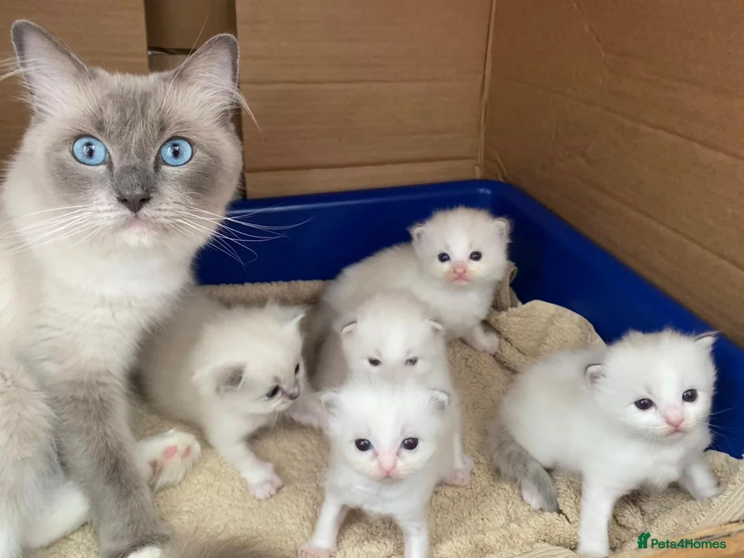 Ragdoll cats for sale: Adorable Ragdoll Kittens for Sale - Advert 10