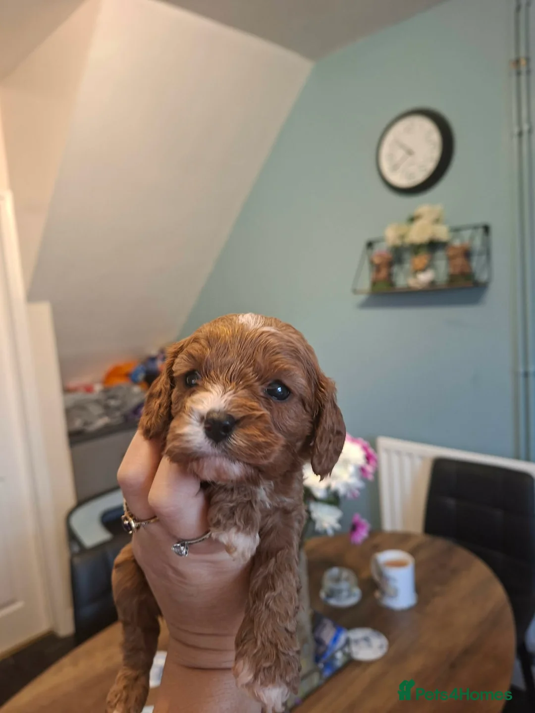 Cavalier King Charles Spaniel dogs for stud: Cavaliear King Charles Stud Only - Advert 10