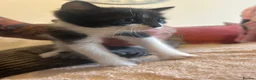 Mixed Breed cats for sale:    🐾 Beautiful Black & White Kittens 🐾 - Advert 2
