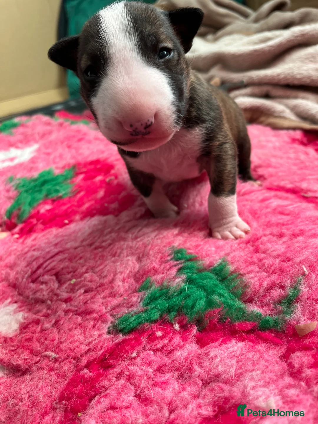 English Bull Terrier dogs for sale: Bull terrier standard. KC registered. BOY - Advert 14