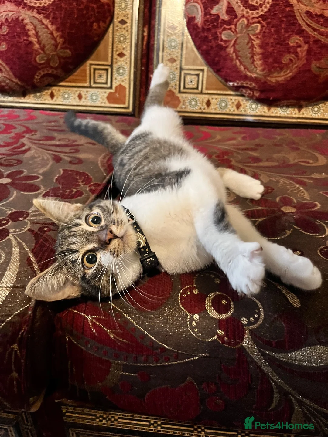 Turkish Van cats for sale: Kittens for free  in London - Advert 2
