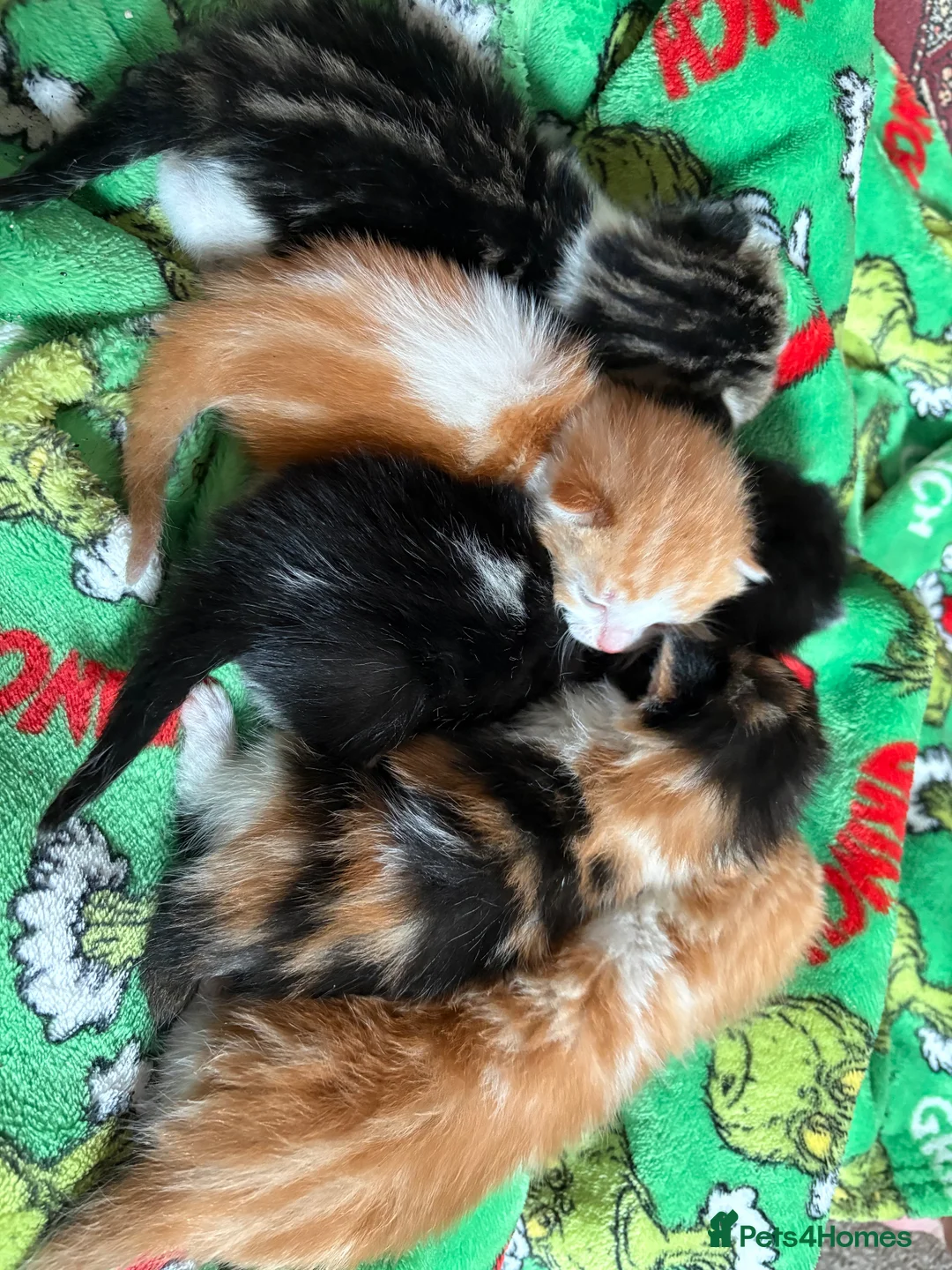 Domestic Shorthair cats for sale: 3x kittens available for loving forever home - Advert 1