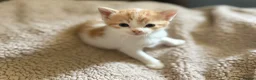 Mixed Breed cats for sale: Cute little kittens  - Advert 7