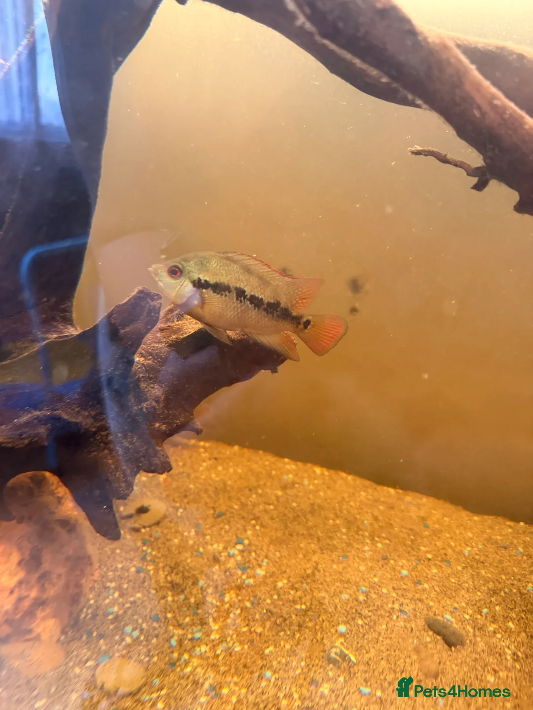 Cichlids fish for sale: Cichlids and Pleco  - Advert 2