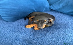 Miniature Dachshund dogs for sale: KC reg PRA clear smooth mini dachshund puppies - Image 15