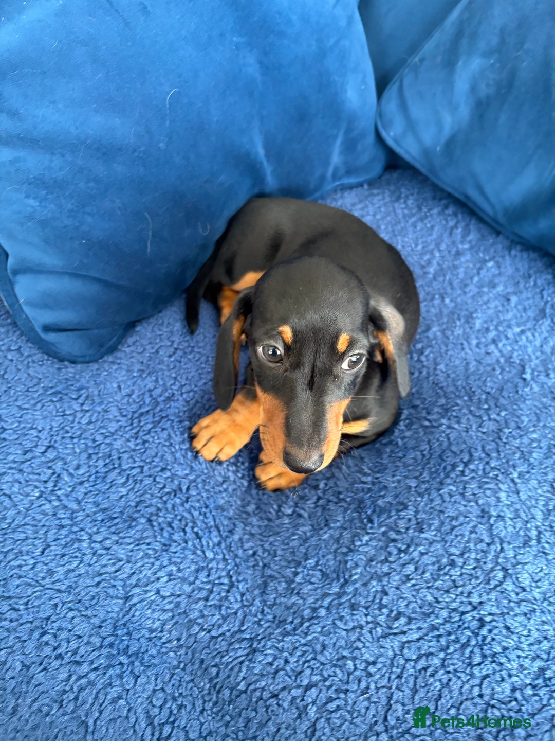 Miniature Dachshund dogs for sale: KC reg PRA clear smooth mini dachshund puppies - Image 15