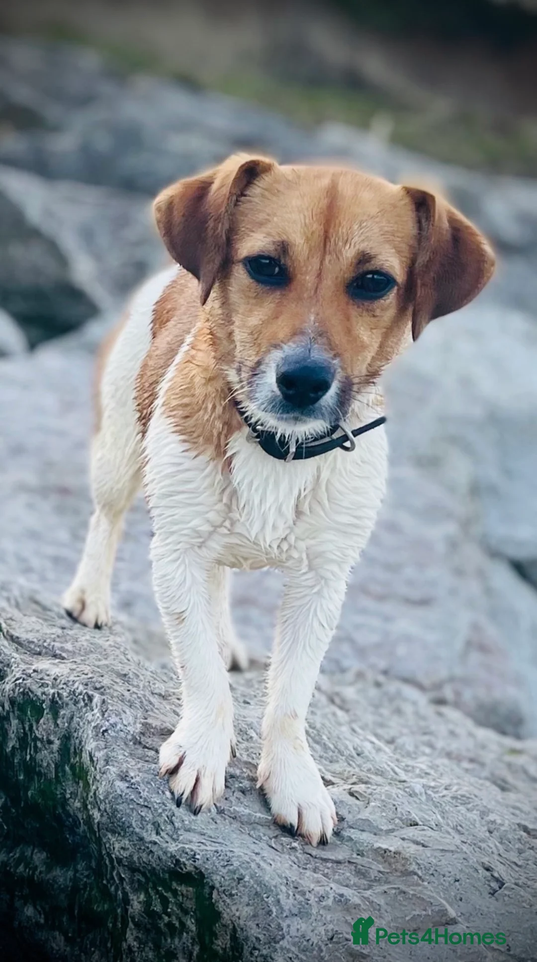 Jack Russell dogs for sale: Mother and Daughter - Advert 10