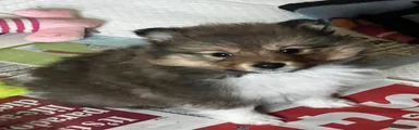 Shetland Sheepdog Puppy 1