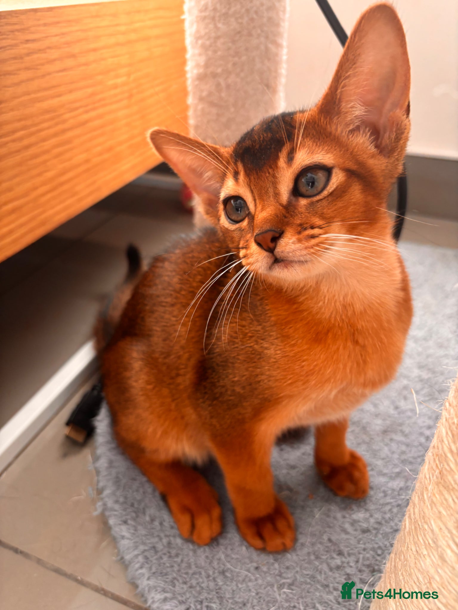 Abyssinian cats Abyssinian champion line kittens🏆 - Advert 1