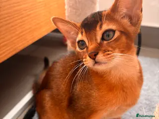 Abyssinian cats Abyssinian champion line kittens🏆 - Advert 1
