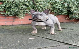 French Bulldog dogs for stud: Amazing merle male for stud - Image 1