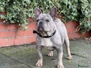 French Bulldog dogs - Advert 2