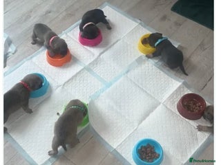 Frug dogs - Advert 2