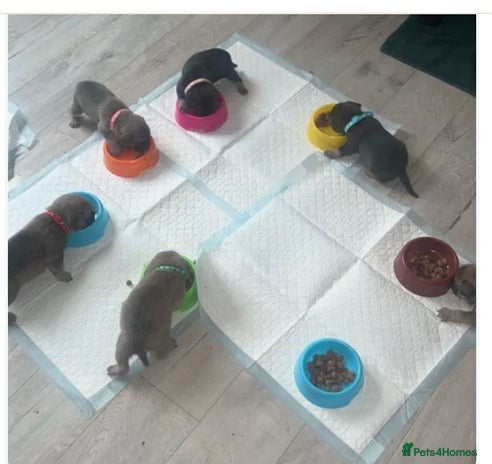 Frug dogs - Advert 1