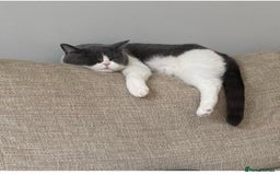 British Shorthair cats for sale: British Shorthair Female - Age 6 - Image 1