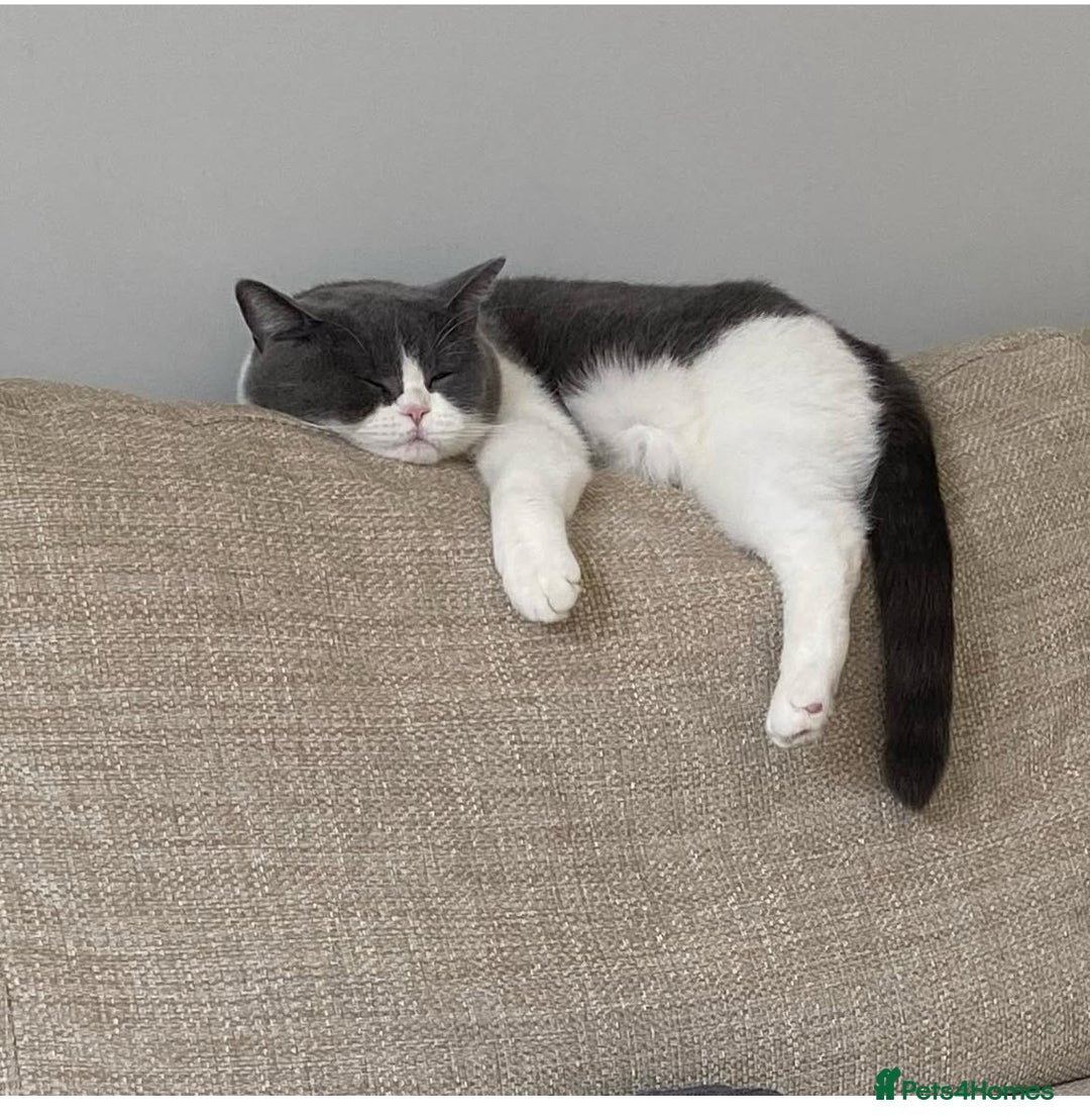 British Shorthair cats for sale: British Shorthair Female - Age 6 - Image 1