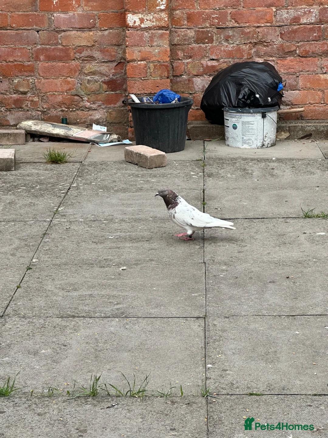 Pigeons birds for sale: BIRMINGHAM ROLLERS in Birmingham - Advert 4
