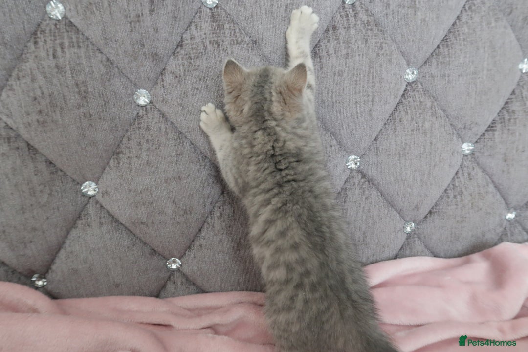 British Shorthair cats for sale: GCCF 💛 Sandy 💛 Pedigree British Shorthair Kitten - Advert 5