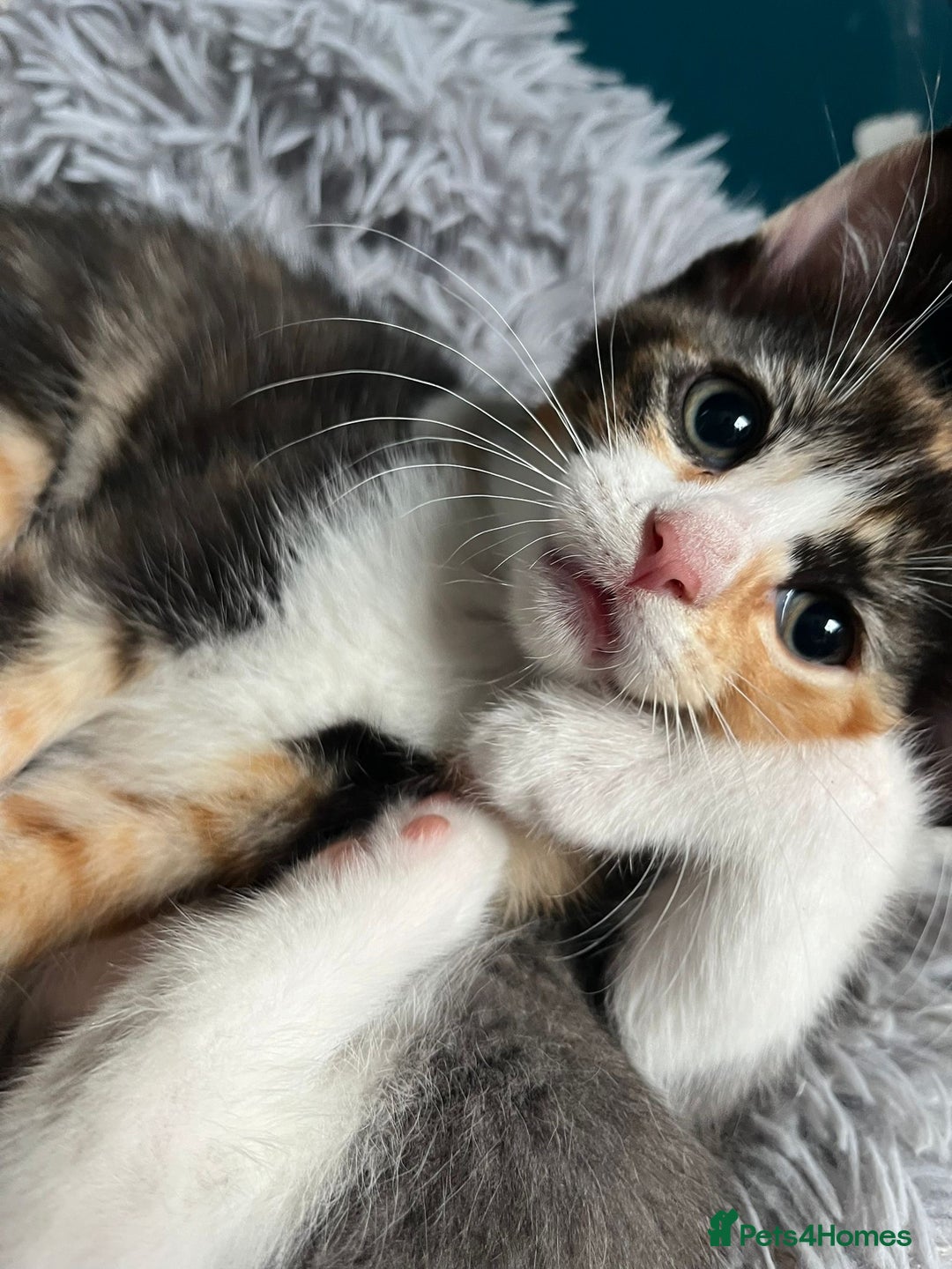 Ragdoll cats for sale: Kittens for sale  - Image 7