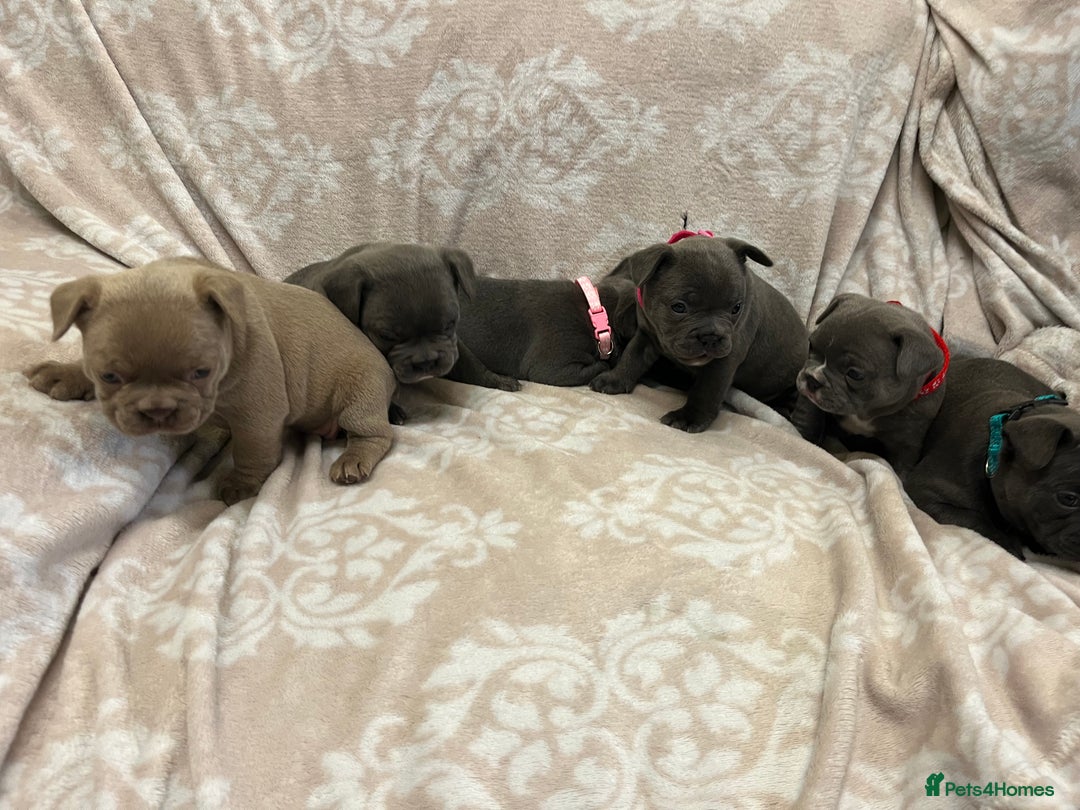 French Bulldog dogs for sale: Lovely Frenchies  - Advert 35