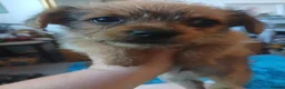 Mixed Breed dogs for sale: Beautiful chihuahua x norfolk terrier - Advert 7