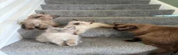 Ragdoll cats for sale: Tica Registered Mink Ragdolls - Advert 28