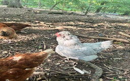 Chickens poultry for sale: Unsexed Araucana Chicks - Image 10