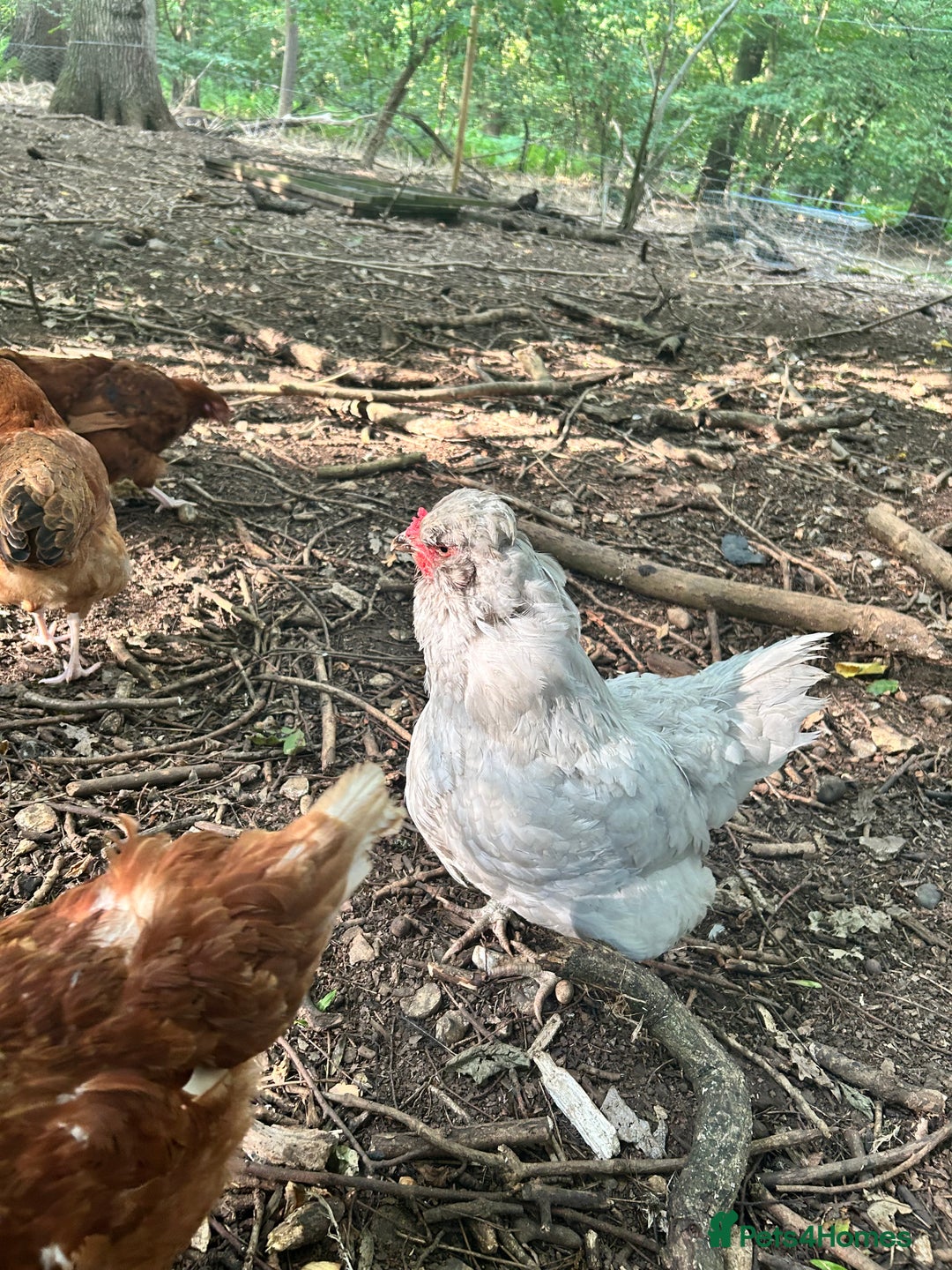 Chickens poultry for sale: Unsexed Araucana Chicks - Image 10